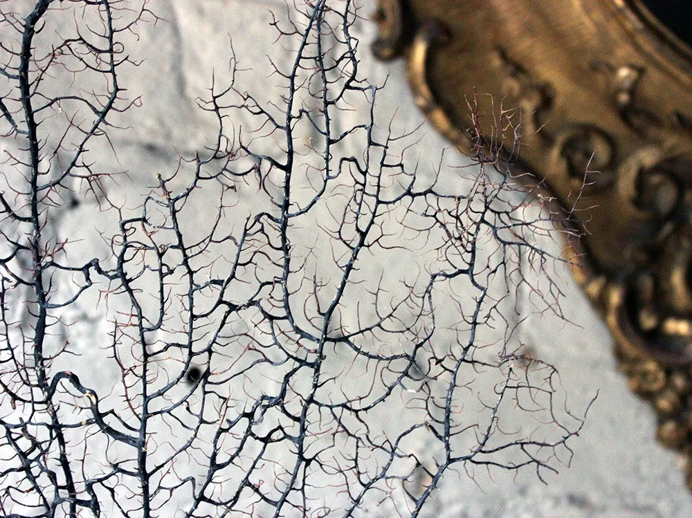 A Beautiful Early 20thC Specimen of Antipatharia Black Coral